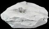 Enrolled Flexicalymene Trilobite Fossil From Ohio #47116-1